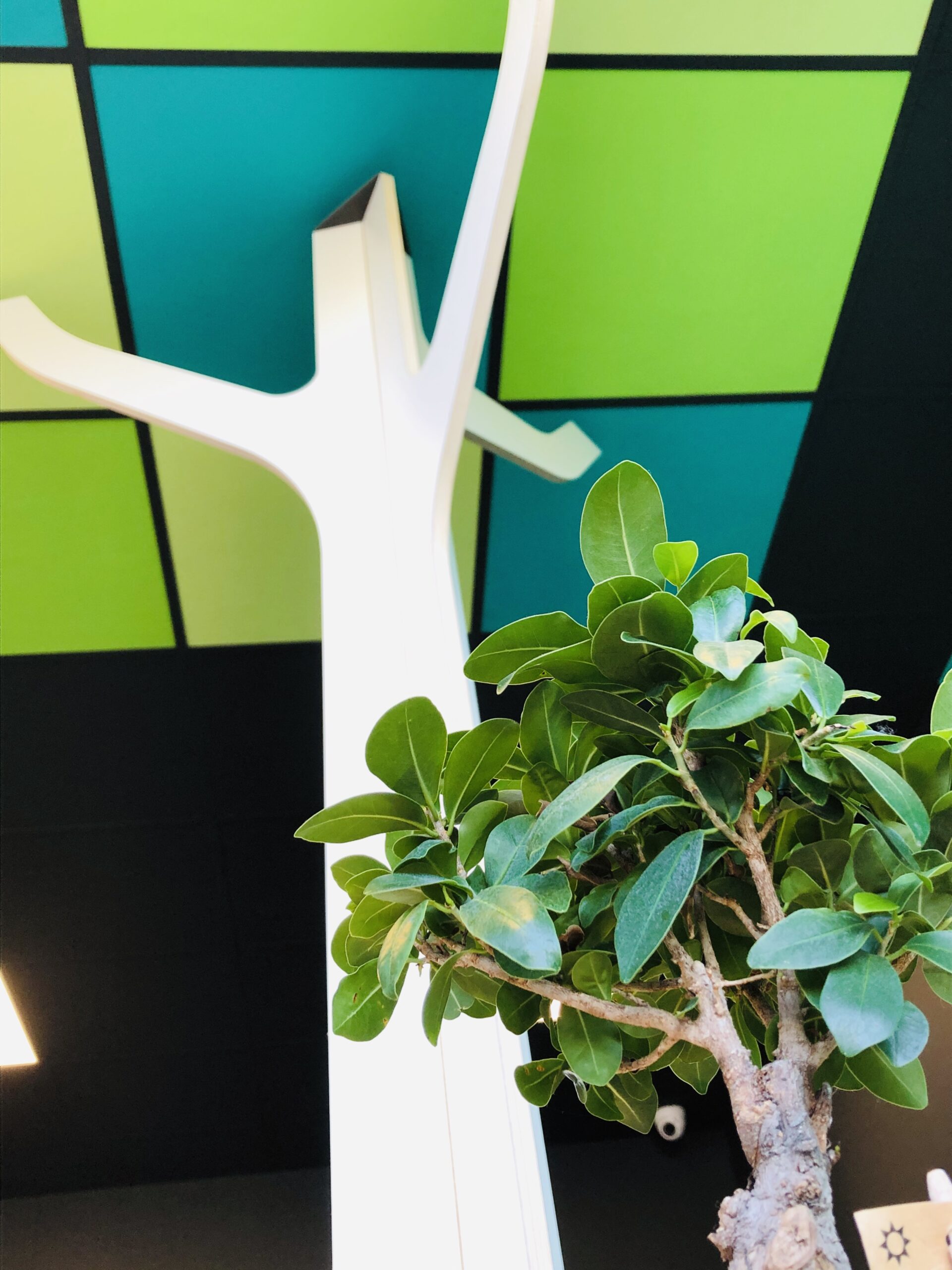 Plante et arbre dans l'agence 123 Pare-Brise Marcq-en-Barœul