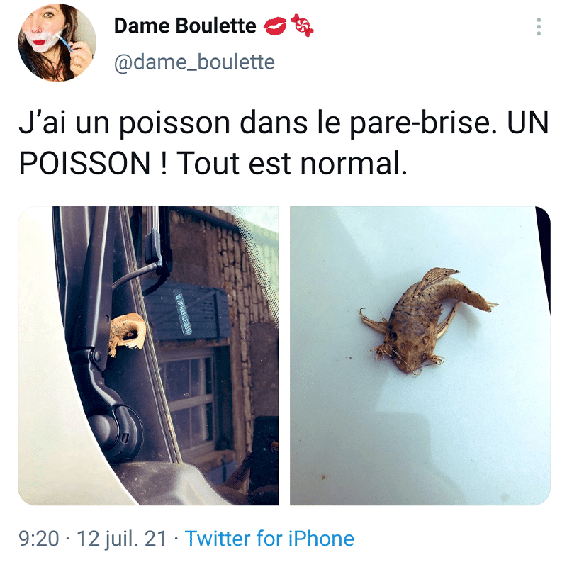 Les 16 meilleurs Tweets sur le pare-brise quand un poisson atterri sur le vitrage.